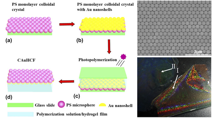 光子晶体-金属-凝胶复合膜 (CAuHCF) 的合成过程示意图、SEM 图及样品实物图